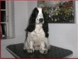 16 januar 08 showdog 01rahmen.jpg